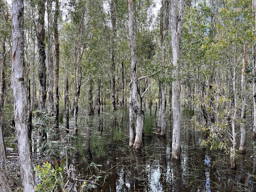 Karawatha Forest, buš, subtropický les, Brisbane, Austrálie