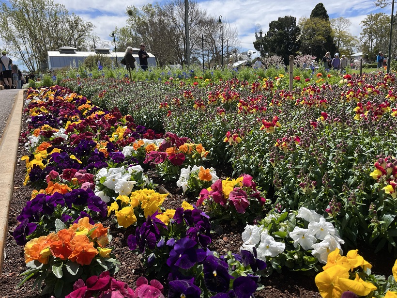 Carnival of Flowers 2022, Toowoomba, Queensland, jaro, Austrálie