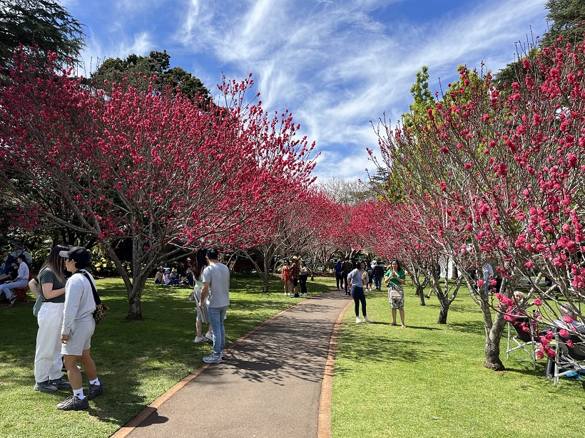 Laurel Bank Park Toowoomba, kvetoucí stromy, třešně, sakury