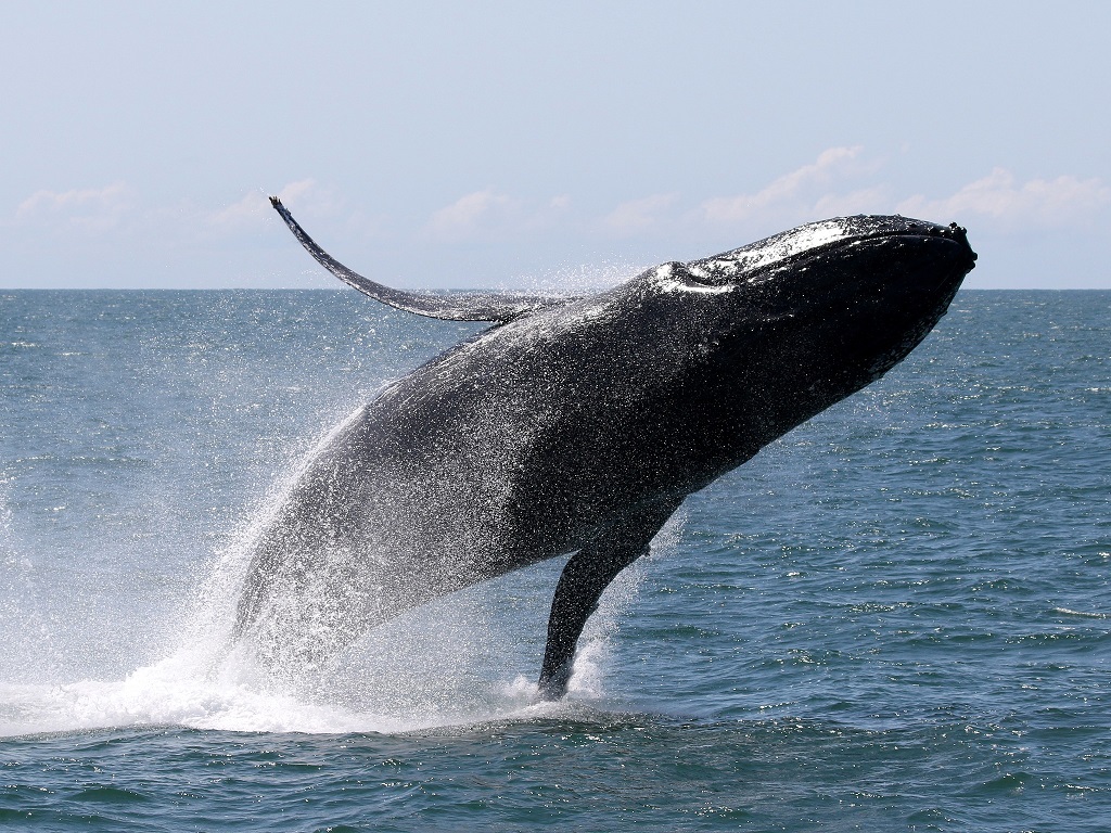 Pozorování velryb, whale watching, Gold Coast, migrující velryby, keporkak, Austrálie, oceán, Jižní Pacifik