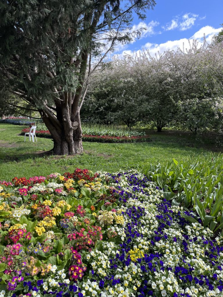 Austrálie, Canberra, Tulip Top Gardens, jaro, květiny